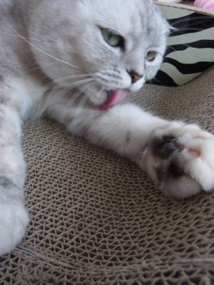 「猫だらけ」