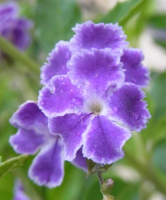 花カレンダー３１