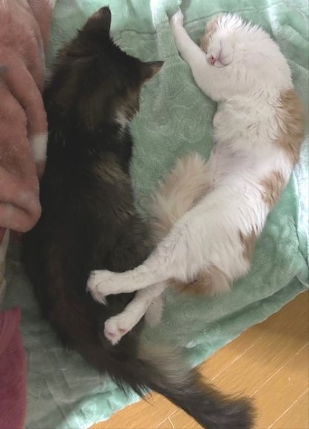 thumbnail_IMG_4731 (1)