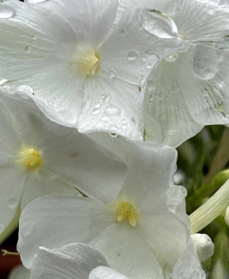 thumbnail_IMG_4813 (1)