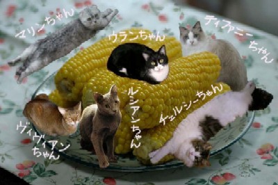 「猫だらけ」