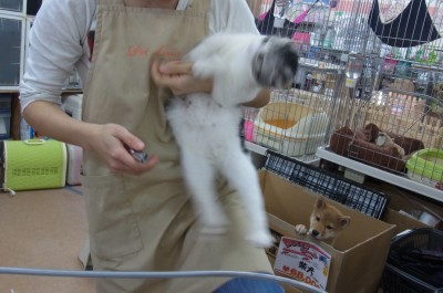 「猫だらけ」