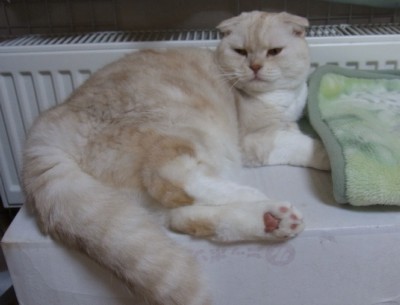 「猫だらけ」