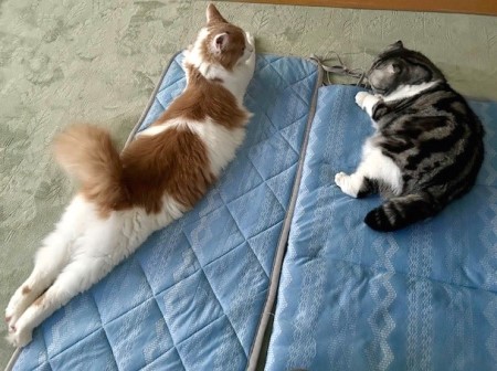 thumbnail_IMG_8402 (1)