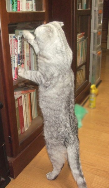 2008_0503猫写真0008_1