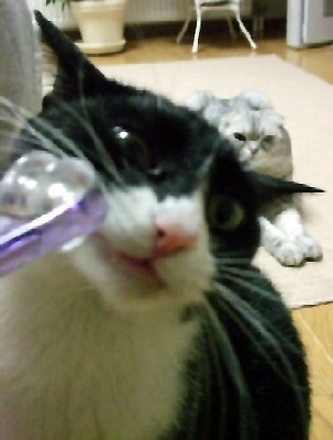 「猫だらけ」