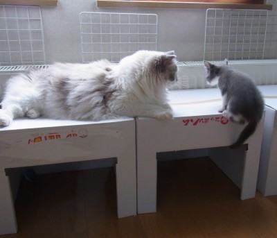 「猫だらけ」