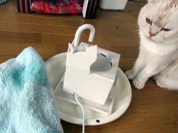 「猫だらけ」