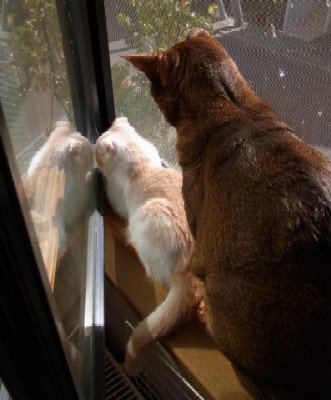 「猫だらけ」
