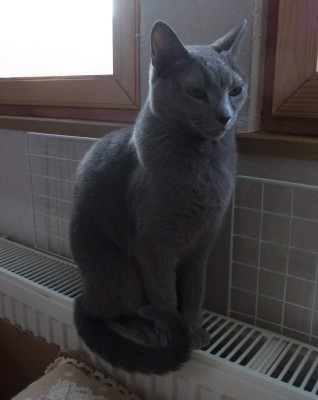 「猫だらけ」