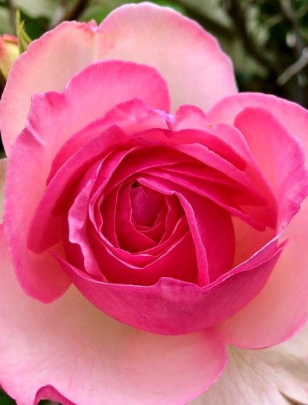 thumbnail_IMG_4787 (1)