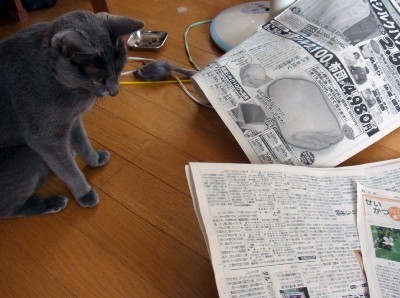 「猫だらけ」