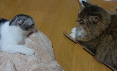 「猫だらけ」