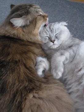 「猫だらけ」