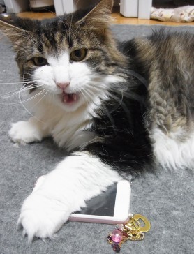 「猫だらけ」
