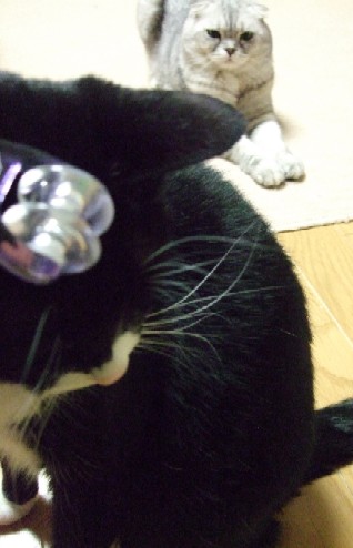 2007_0405猫写真0003