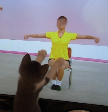 「猫だらけ」