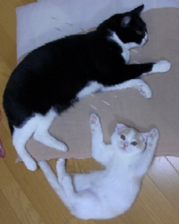「猫だらけ」