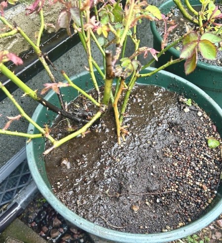 thumbnail_IMG_5468 (1)