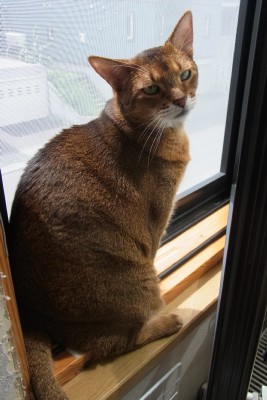 「猫だらけ」