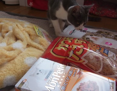 「猫だらけ」