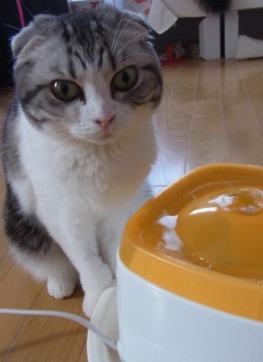 「猫だらけ」