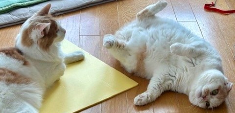 thumbnail_IMG_0403 (2)