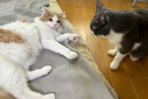 thumbnail_IMG_2552 (1)