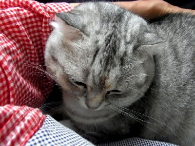 「猫だらけ」