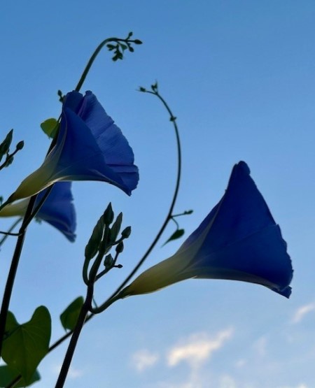 thumbnail_IMG_2946 (2)