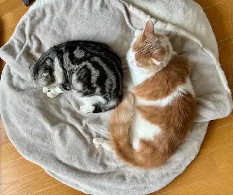 thumbnail_IMG_0530 (3)