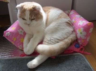 「猫だらけ」