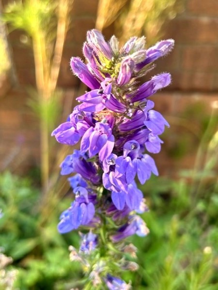 thumbnail_IMG_2638 (1)