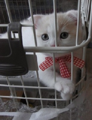 「猫だらけ」
