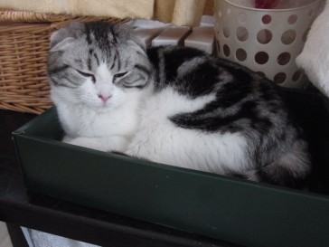 「猫だらけ」