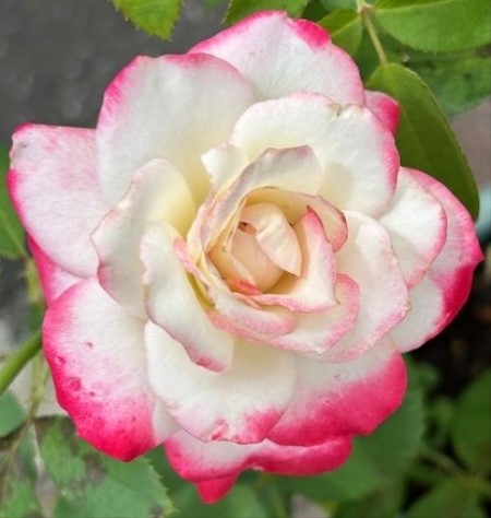 thumbnail_IMG_4135 (3)