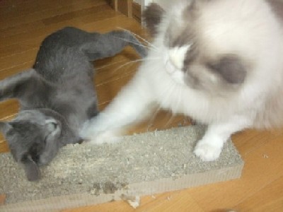 「猫だらけ」