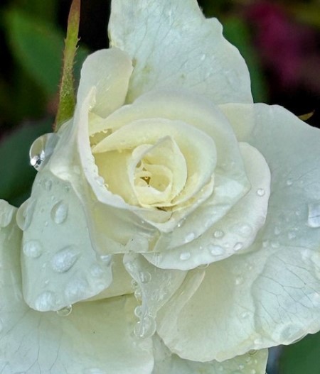 thumbnail_IMG_3341 (2)