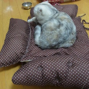 「猫だらけ」
