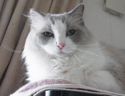 「猫だらけ」