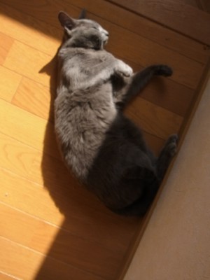 「猫だらけ」