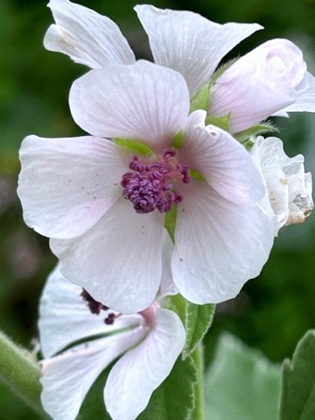 thumbnail_IMG_3803 (2)