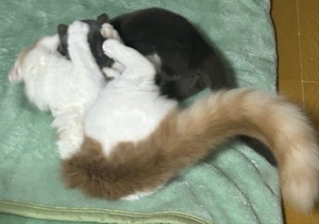 thumbnail_IMG_3140 (1)