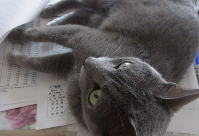 「猫だらけ」