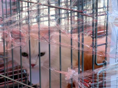 「猫だらけ」
