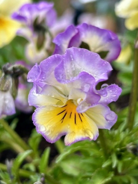 thumbnail_IMG_5273 (1)