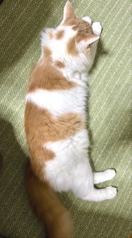 thumbnail_IMG_4922 (1)