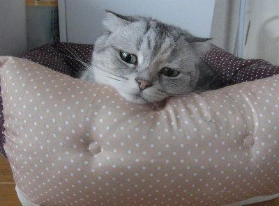 「猫だらけ」