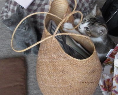「猫だらけ」