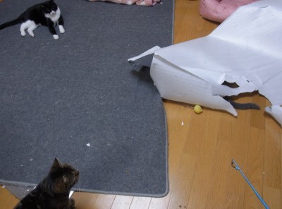 「猫だらけ」